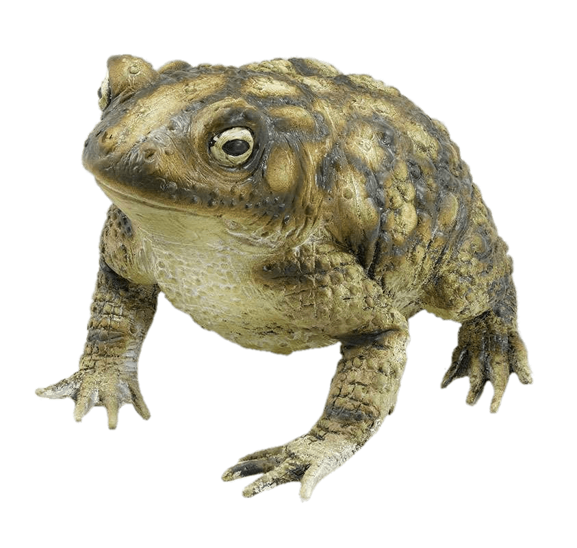 Toads PNG Picture