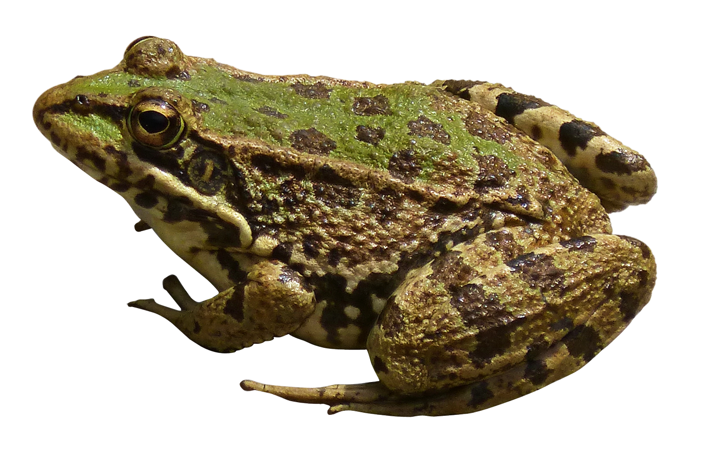 Toads PNG