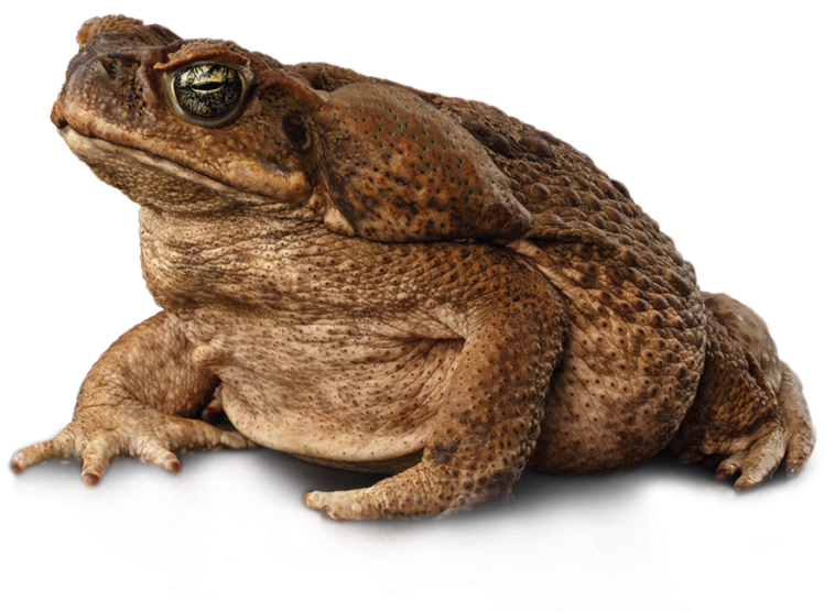 Toads Transparent PNG