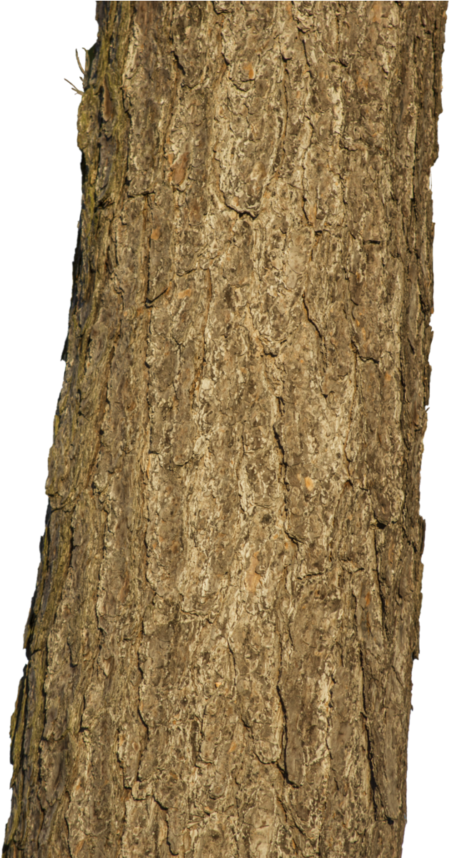 Trunk PNG Isolated Picture