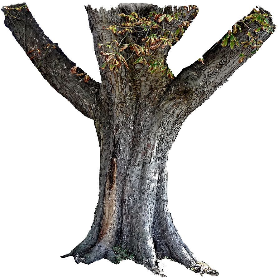 Trunk PNG Pic
