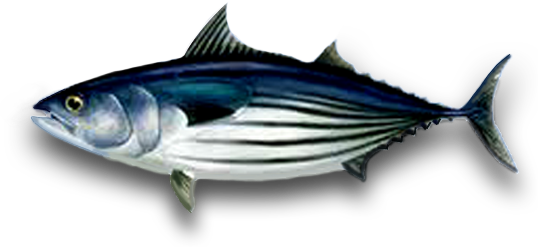 Tuna PNG File
