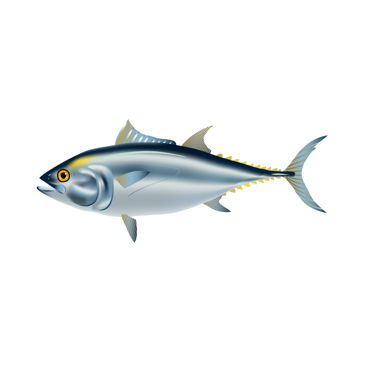Tuna PNG HD Isolated