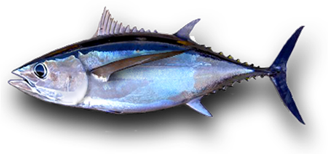 Tuna PNG Isolated Pic