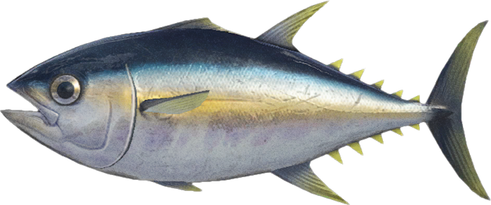 Tuna PNG Picture