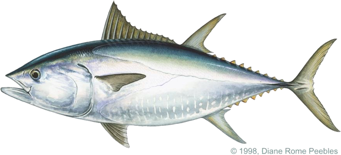 Tuna Transparent PNG
