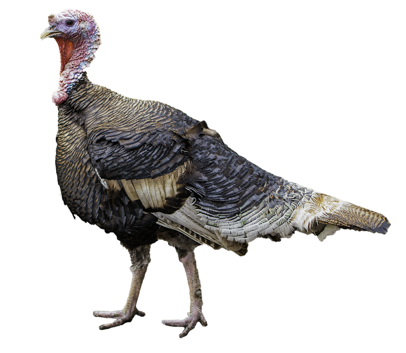 Turkeys Download PNG Image