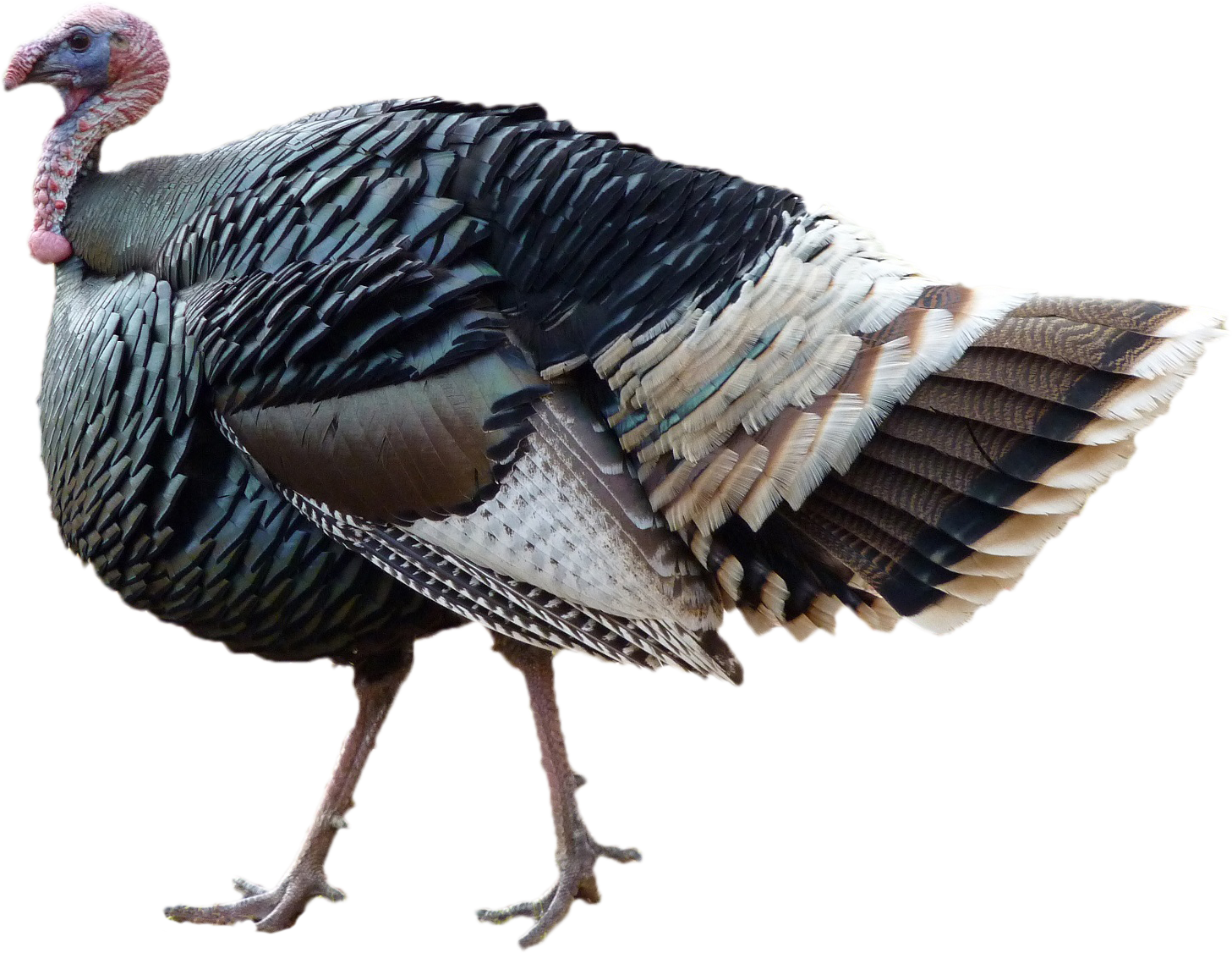 Turkeys PNG Isolated Image