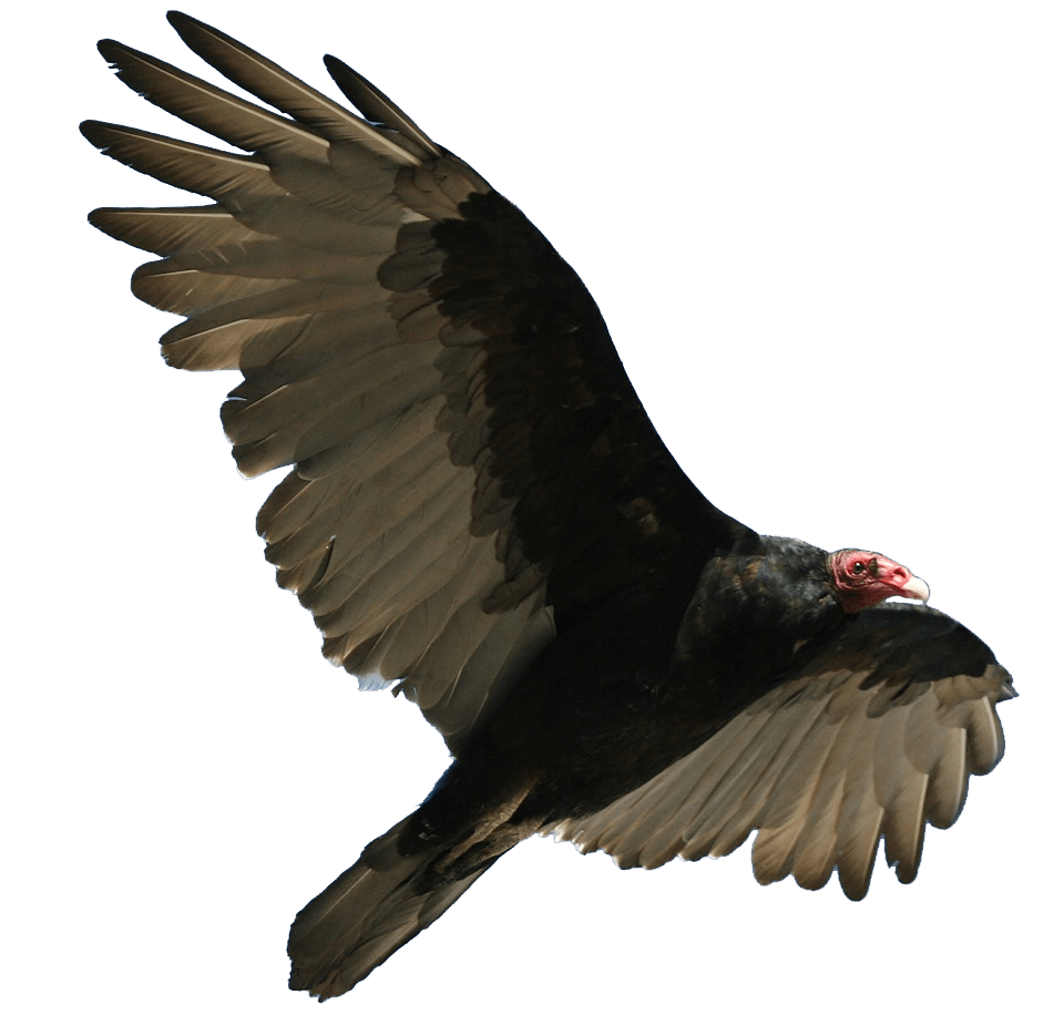 Vulture Download PNG Image