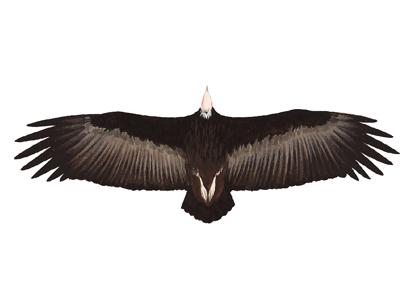 Vulture PNG Clipart