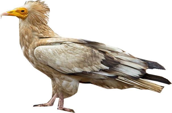 Vulture PNG Isolated File