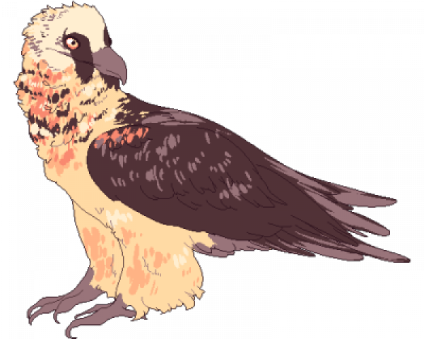Vulture PNG Isolated HD