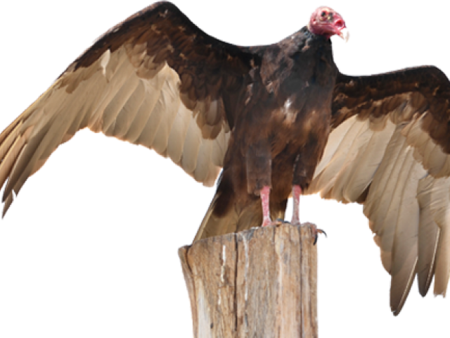 Vulture PNG Isolated Image