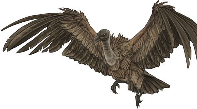 Vulture PNG Isolated Photo