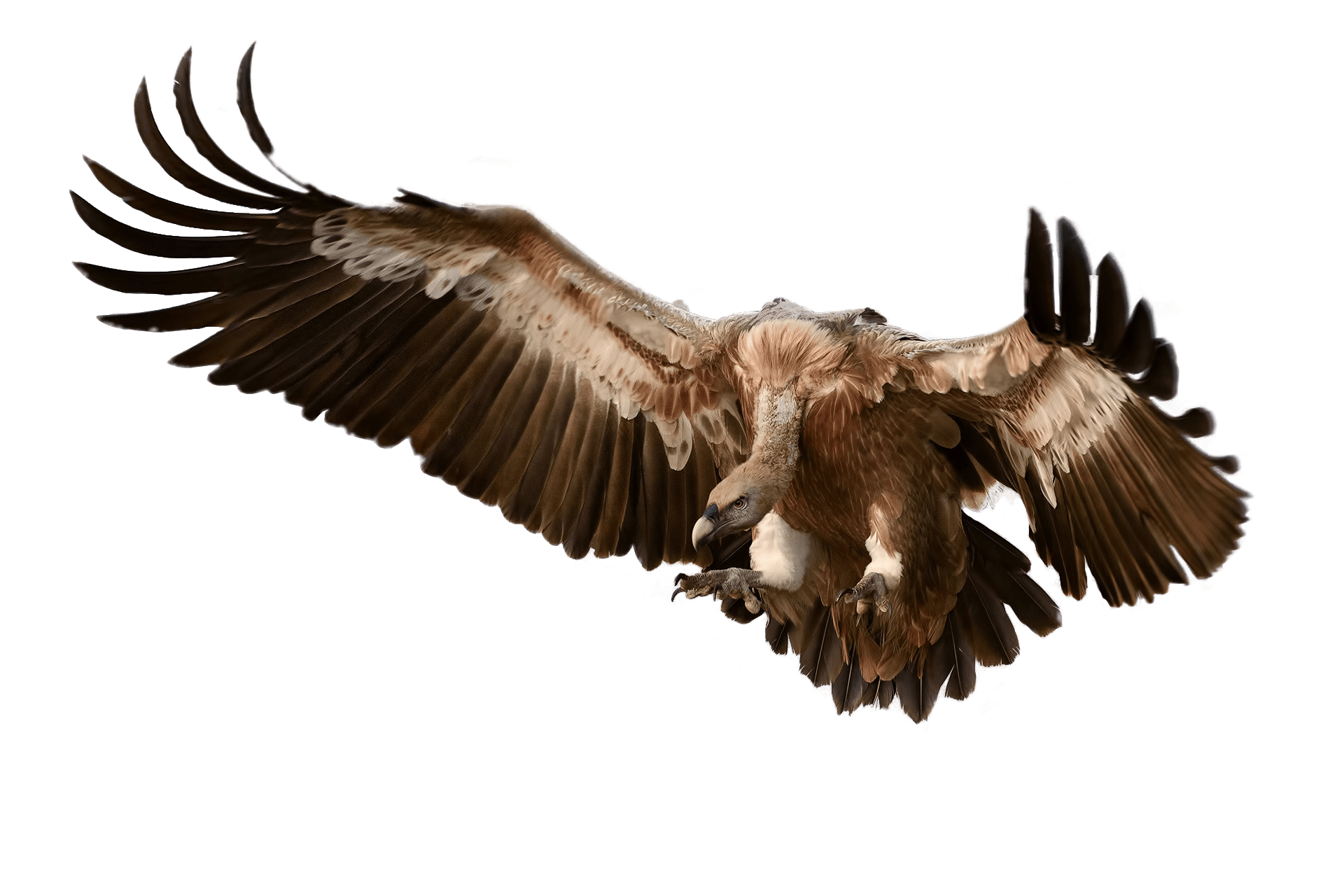 Vulture PNG Photo