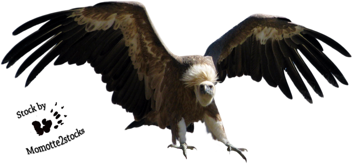 Vulture PNG Transparent