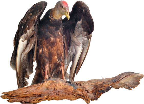 Vulture Transparent PNG