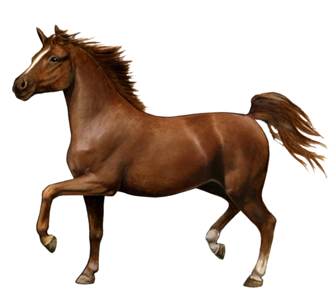 War Horse PNG HD Isolated