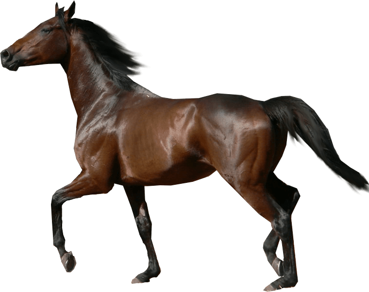 War Horse PNG Isolated File