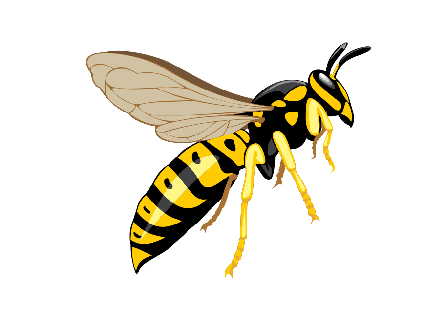 Wasp Insect Background Isolated PNG