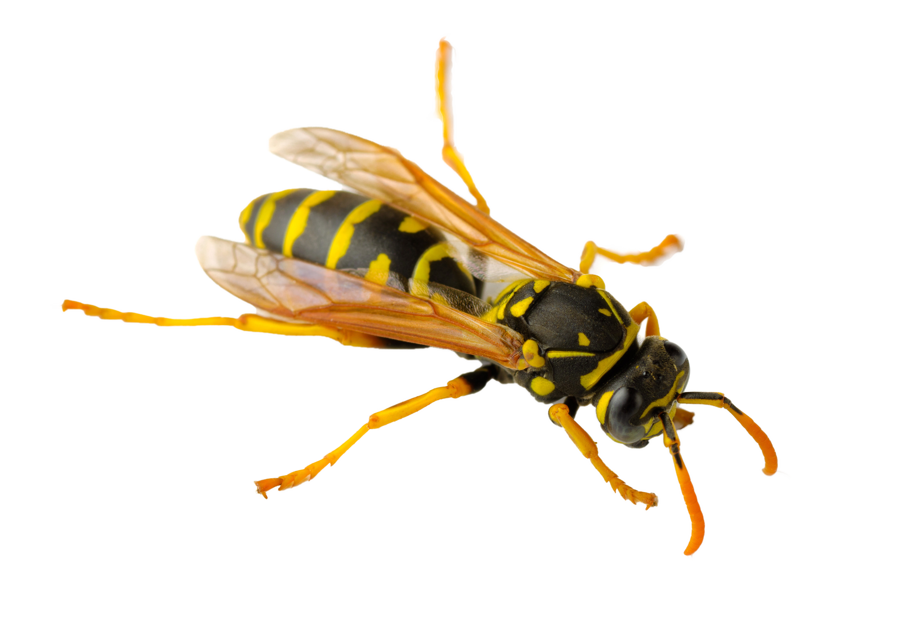 Wasp Insect PNG Background Image