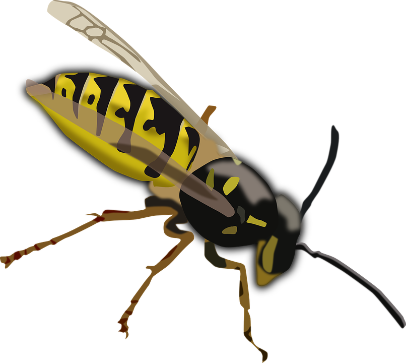 Wasp Insect PNG Background Isolated Image