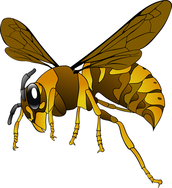 Wasp Insect PNG HD