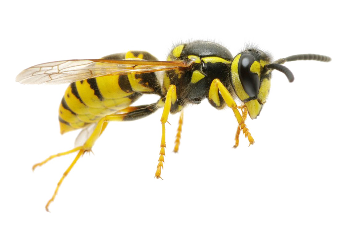 Wasp Insect PNG Image
