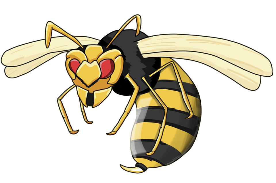 Wasp Insect PNG Isolated Free Download