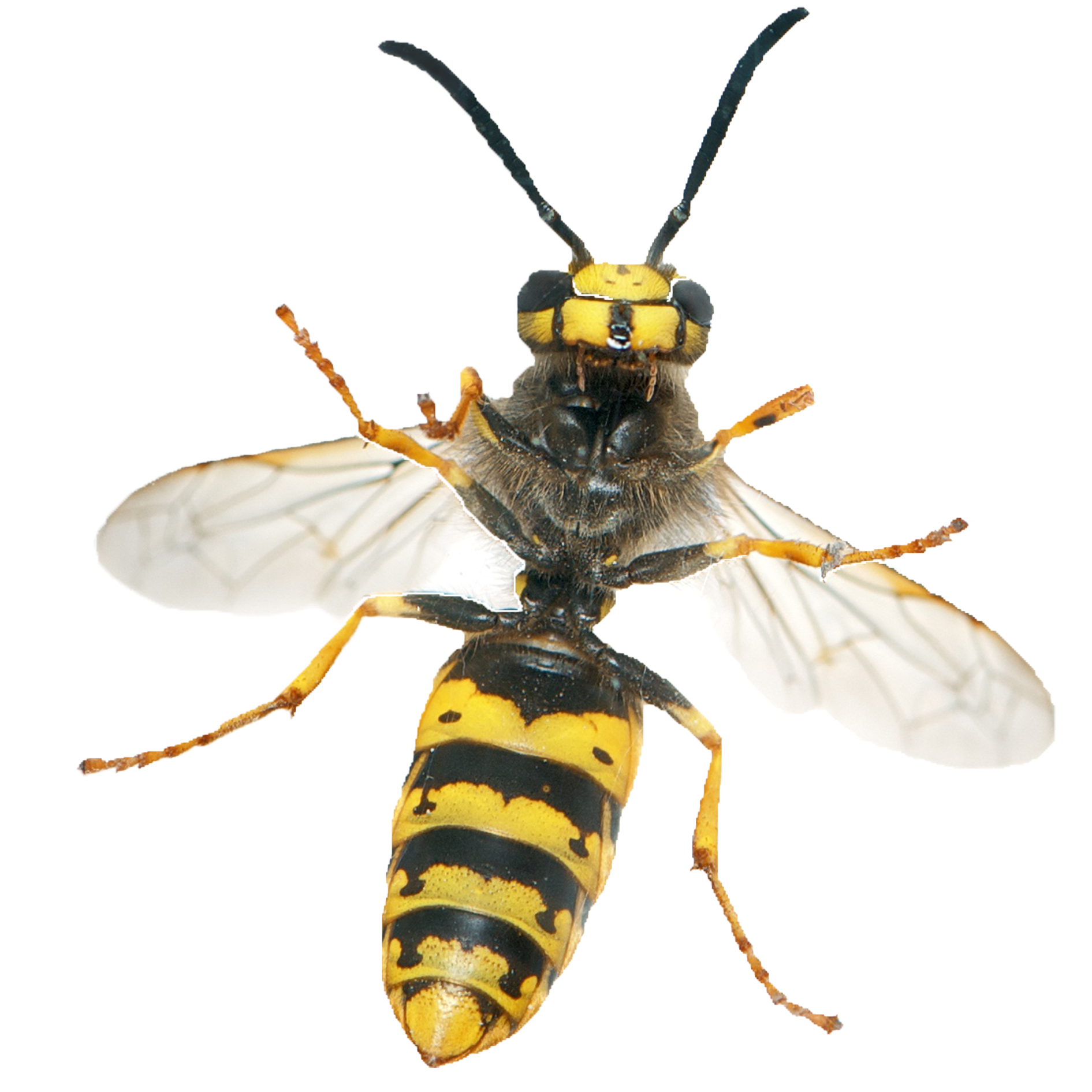 Wasp Insect PNG Isolated HD