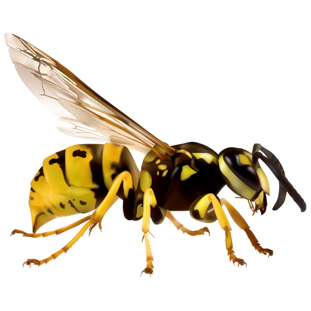 Wasp Insect PNG Isolated Pic