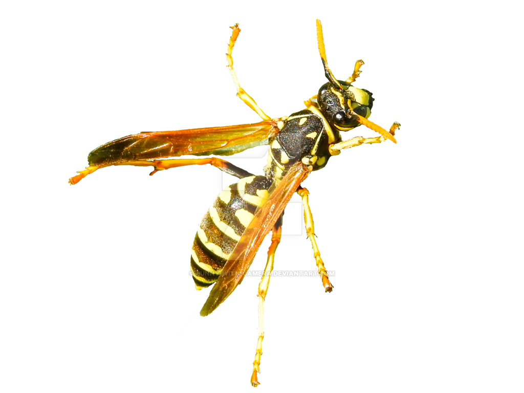 Wasp Insect PNG Isolated Picture