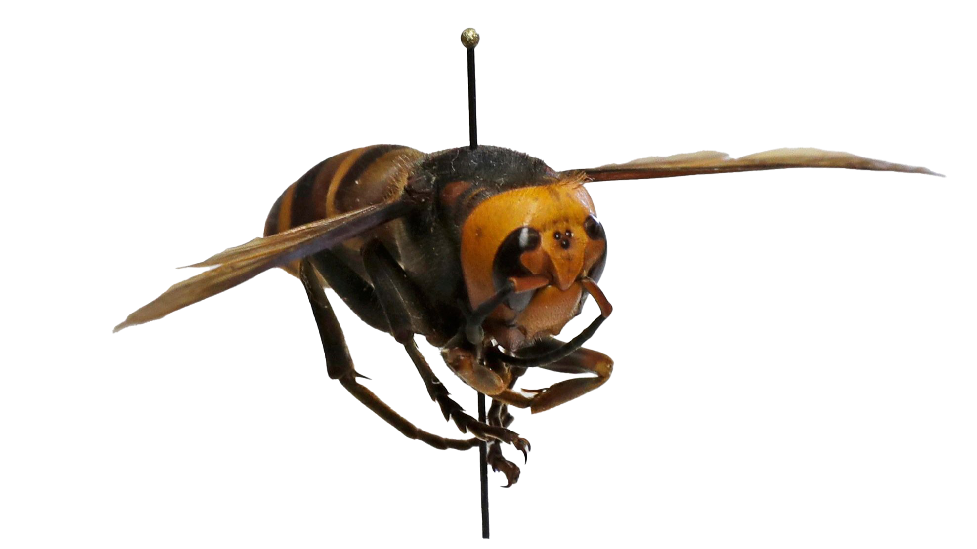 Wasp Insect PNG Isolated Transparent HD Photo