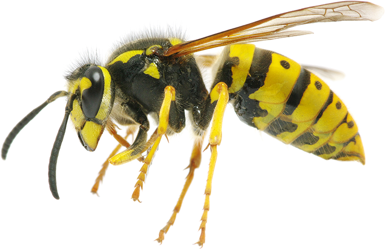 Wasp Insect PNG Photo