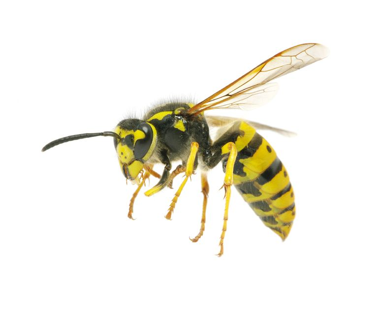 Wasp Insect PNG