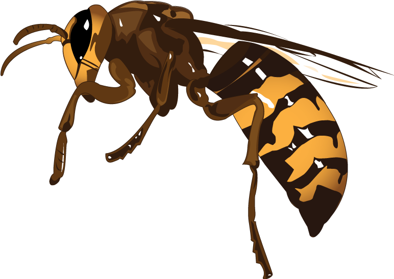 Wasp Insect Transparent Isolated Background