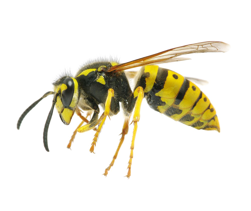 Wasp Insect Transparent Isolated Images PNG