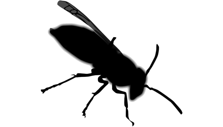 Wasp Insect Transparent PNG