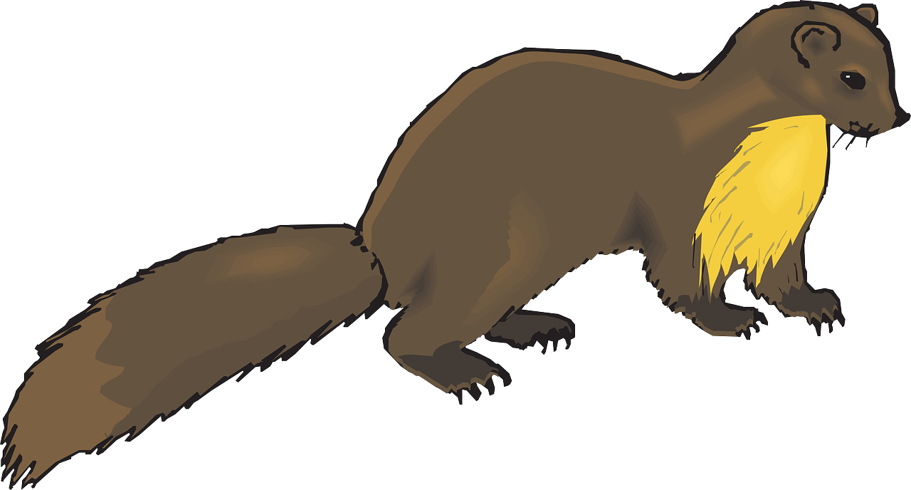 Weasels Download PNG Image