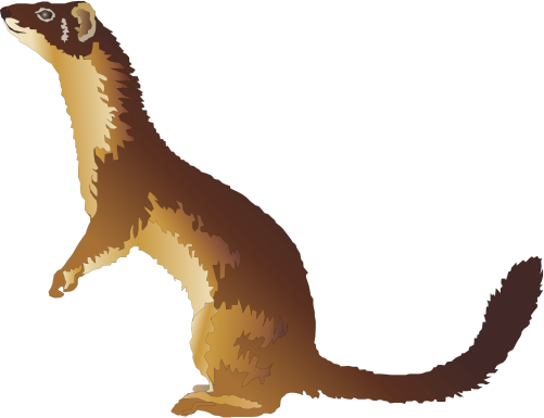 Weasels PNG Clipart