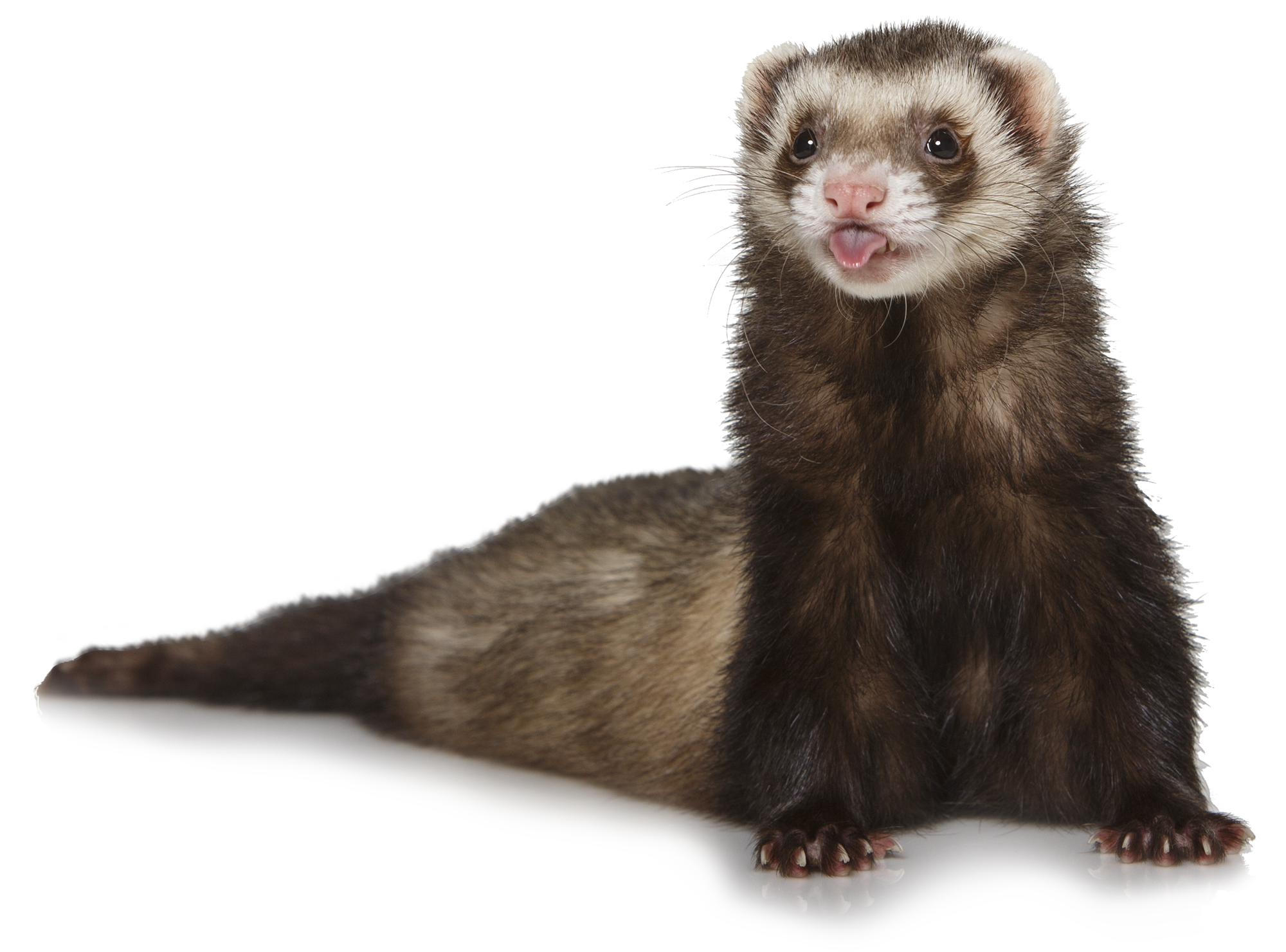Weasels PNG File