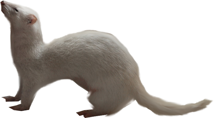 Weasels PNG Free Download