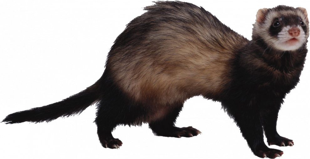 Weasels PNG Image
