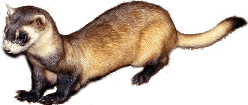 Weasels PNG Isolated File