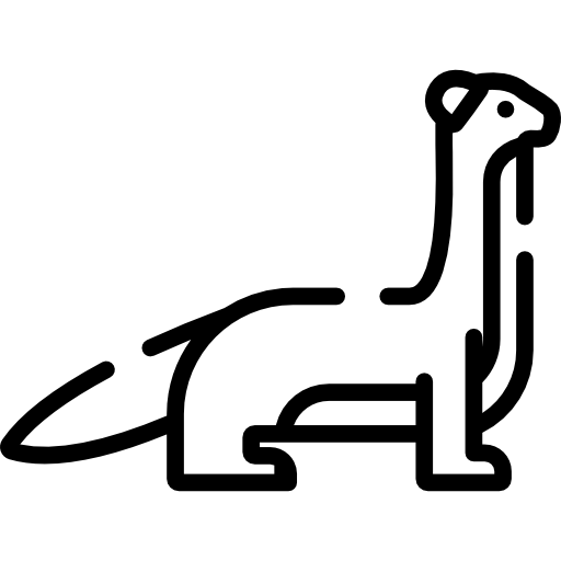 Weasels PNG Isolated HD