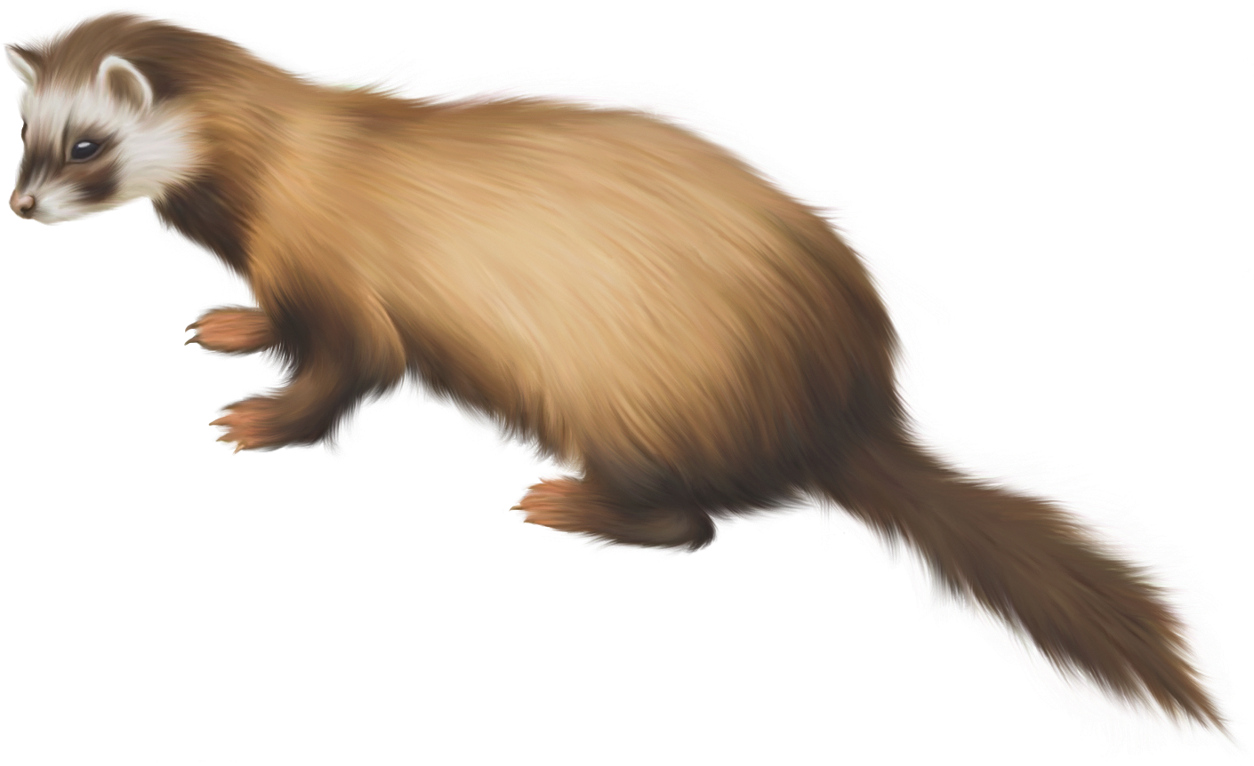 Weasels PNG