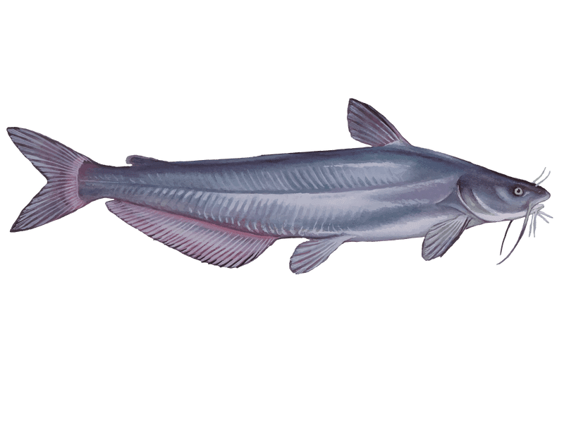 Wels Catfish PNG Clipart