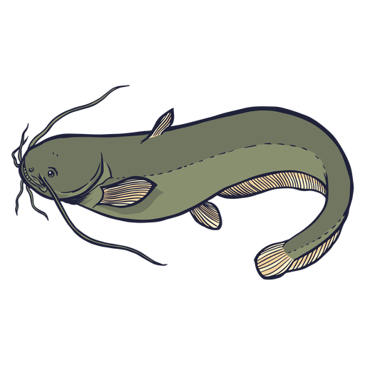 Wels Catfish PNG Free Download