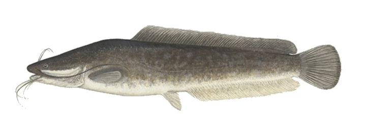 Wels Catfish PNG Image