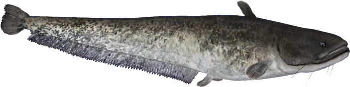 Wels Catfish PNG Isolated HD